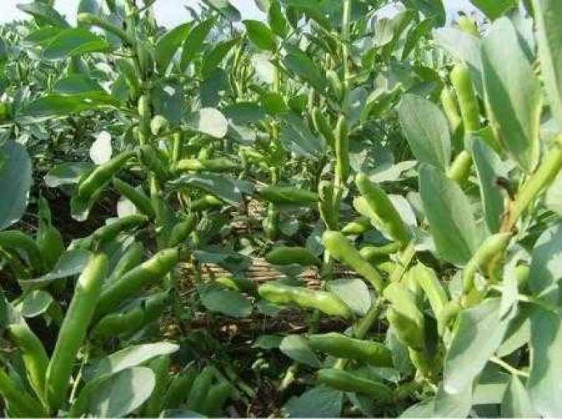 四川大白胡豆上市了大量现货每天可出货100吨