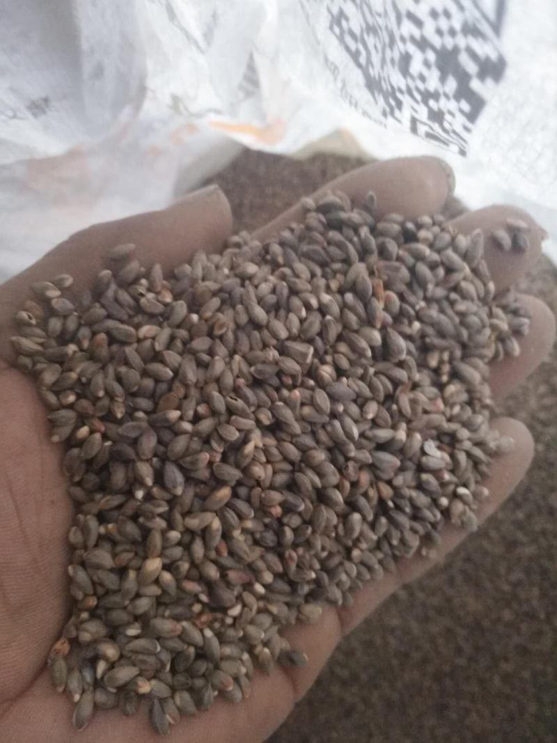 侧柏种子。辽宁货质量杠杠。籽粒饱满净度好。