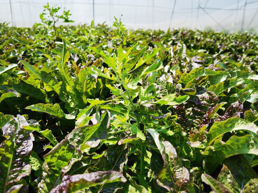 莴苣夏季种植品种展示