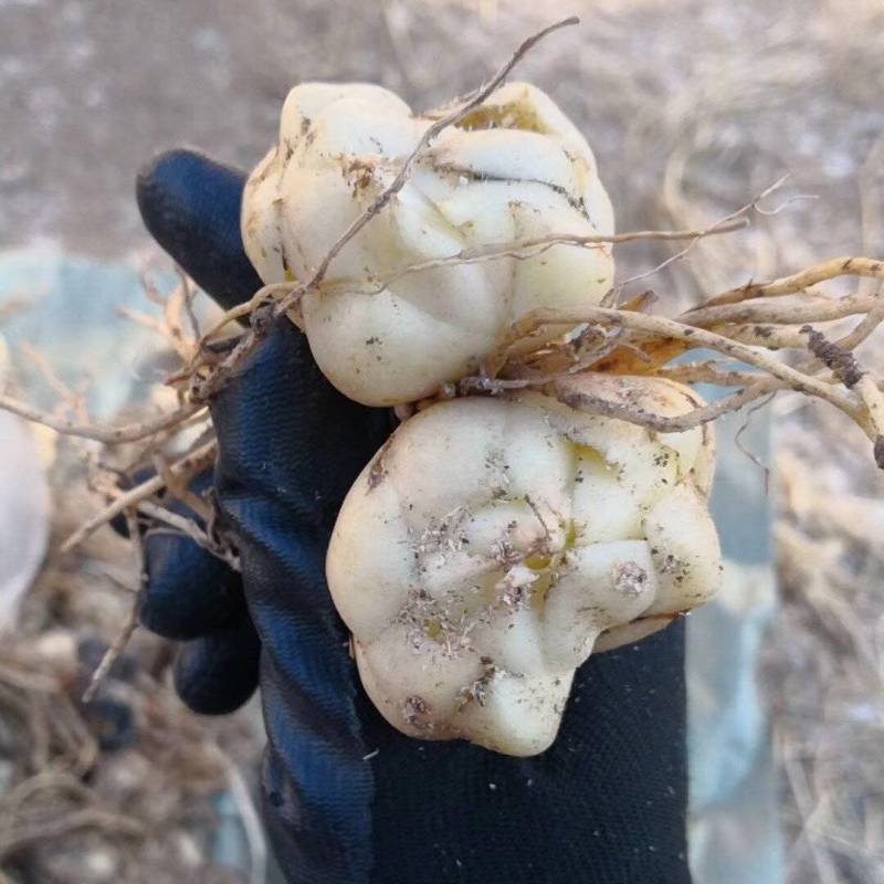 园艺百合种球开花小球成本低开花3-4朵观赏同时可扩繁