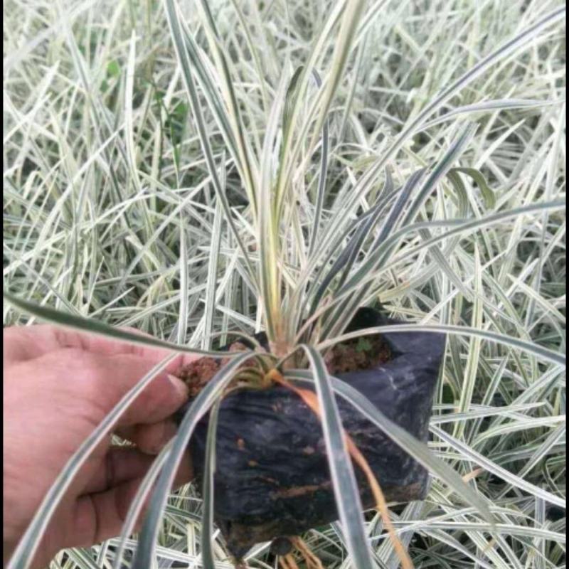 银边草沿阶草园林绿化地被