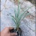 银边草沿阶草园林绿化地被