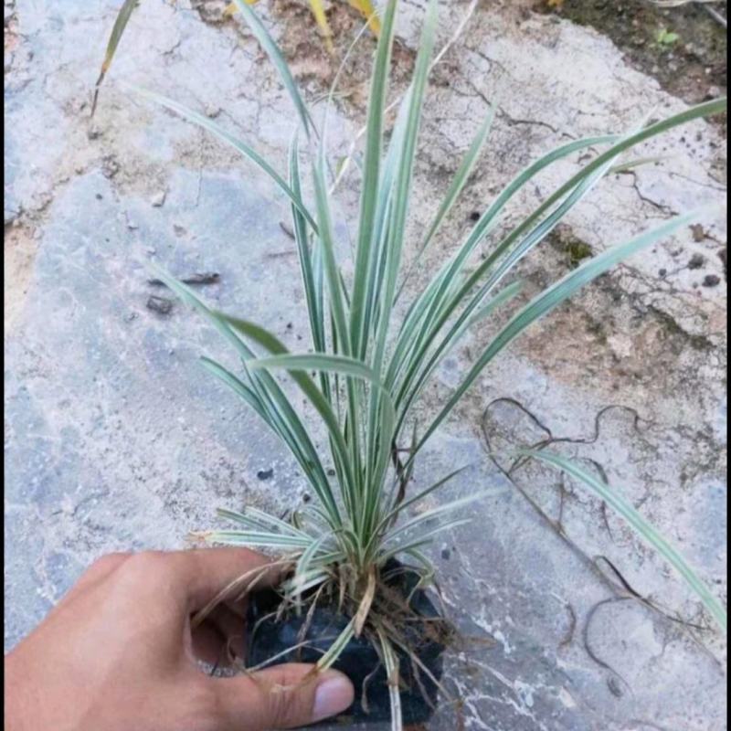 银边草沿阶草园林绿化地被
