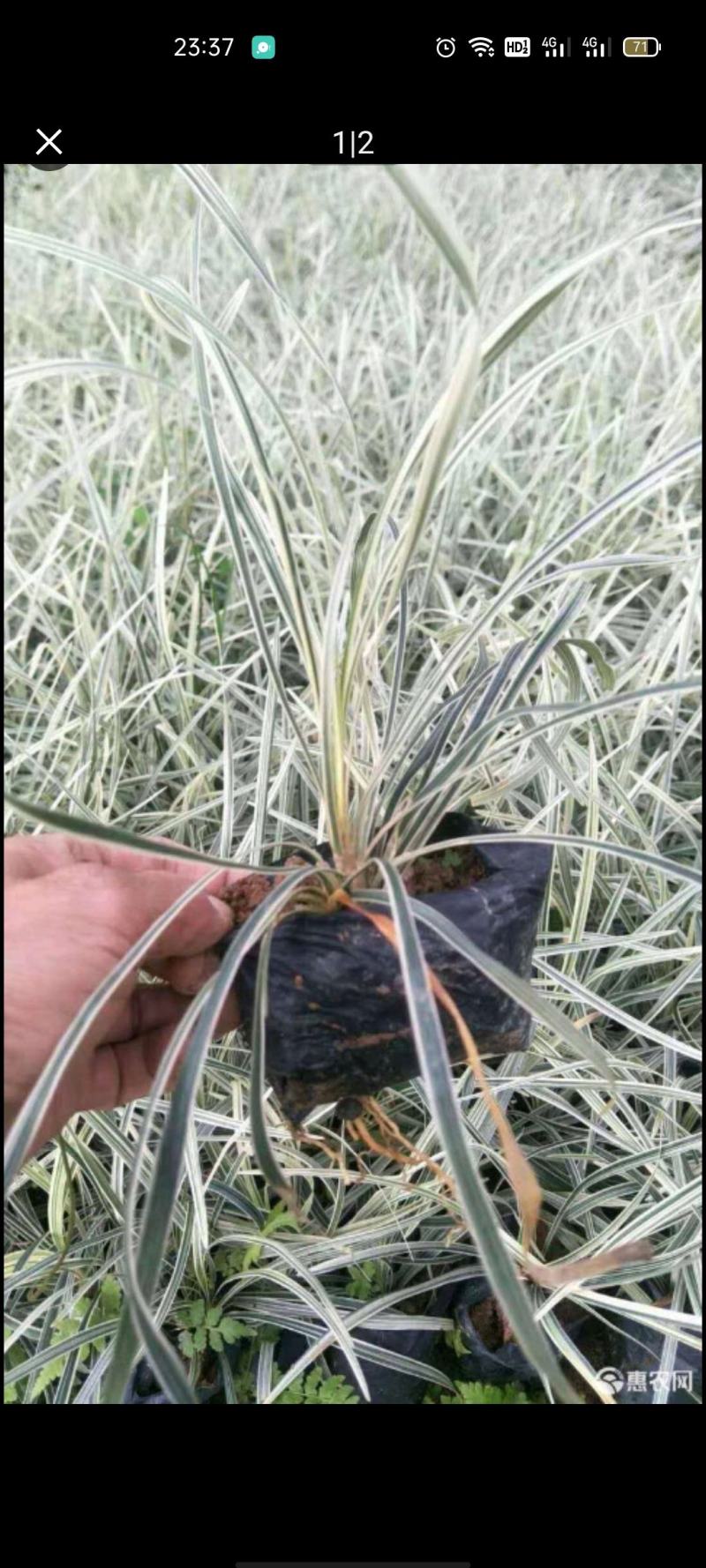 银边草沿阶草园林绿化地被