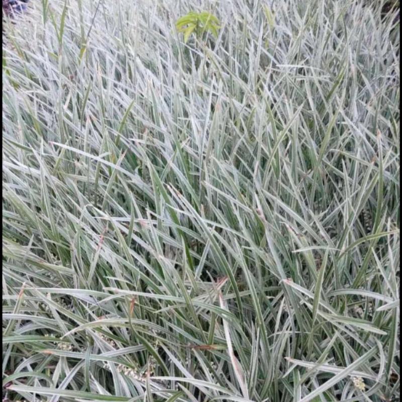 银边草沿阶草园林绿化地被