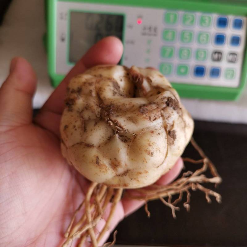 园艺绿化专用百合种球大量供应可越冬多年生全国露天可种植