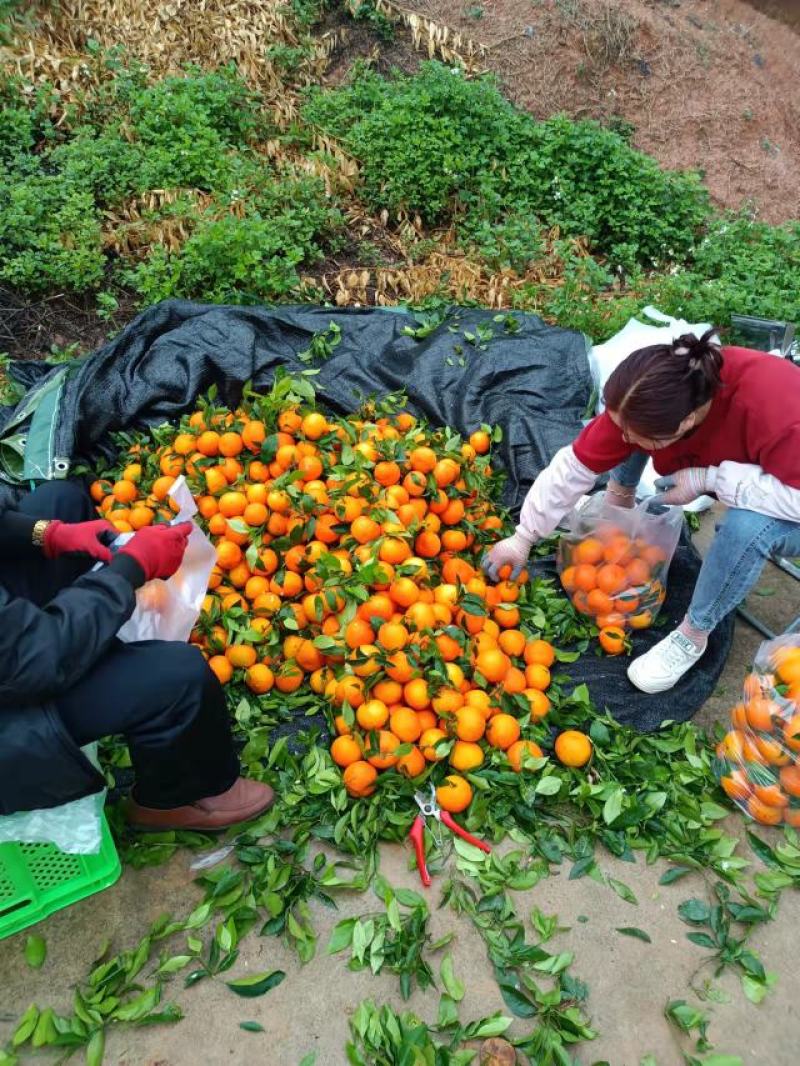 云南高原特色沃柑，口感纯正化渣，大量上市中！