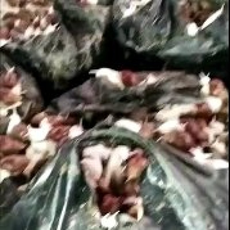 标准化养殖基地白玉蜗牛全国偏远地区外包邮