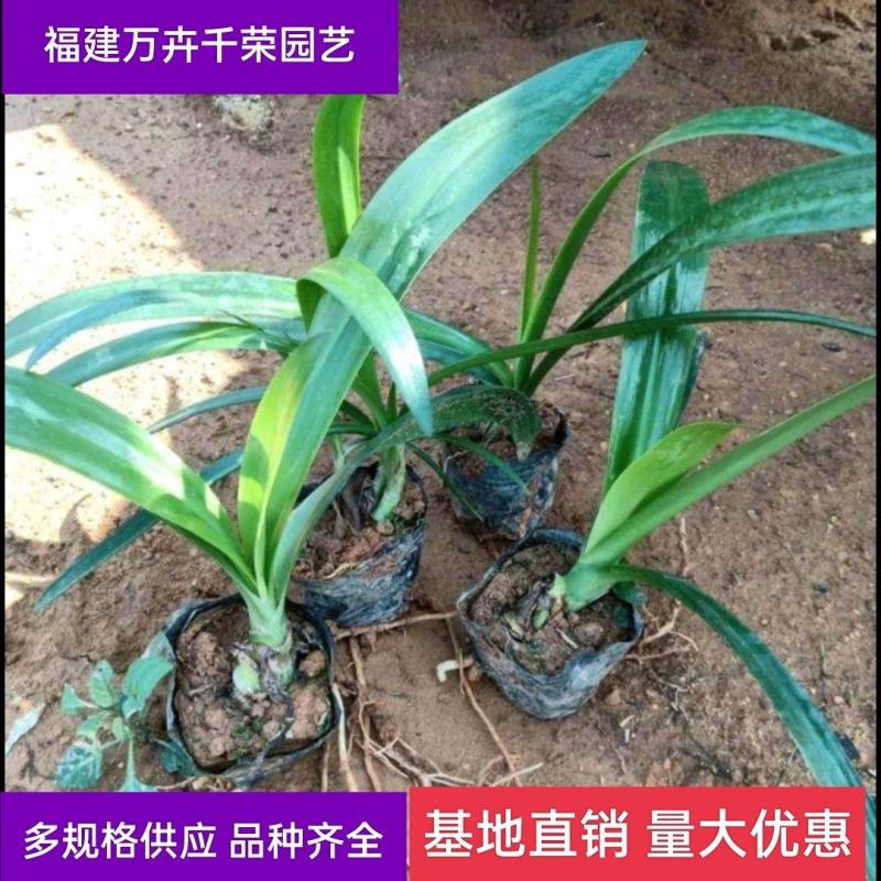 蜘蛛兰袋苗基地直供蜘蛛兰工程苗木蜘蛛兰价格