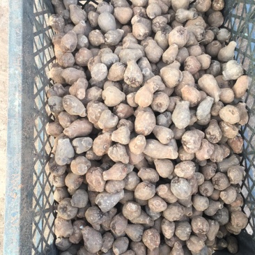 云南黑杆花一代种，脱水40%，大小规格都有