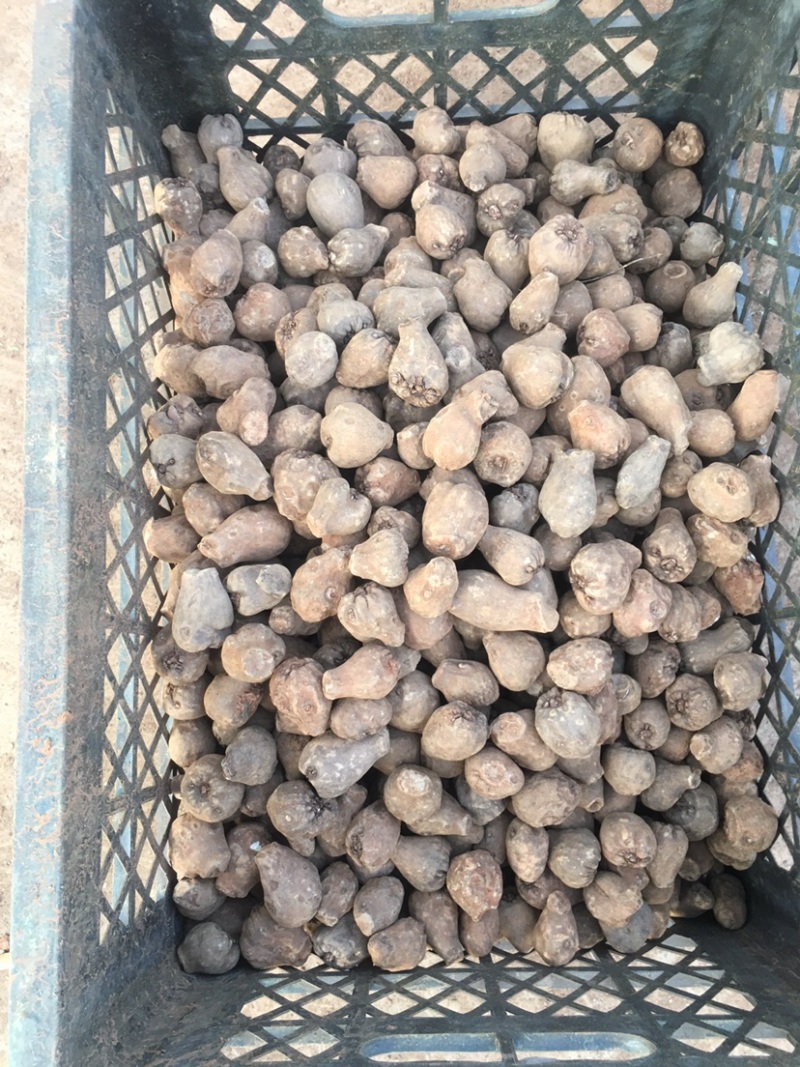 云南黑杆花一代种，脱水40%，大小规格都有