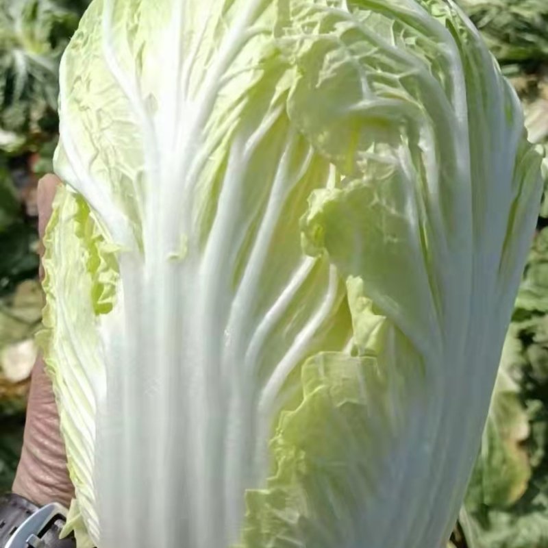 本人代各种蔬菜