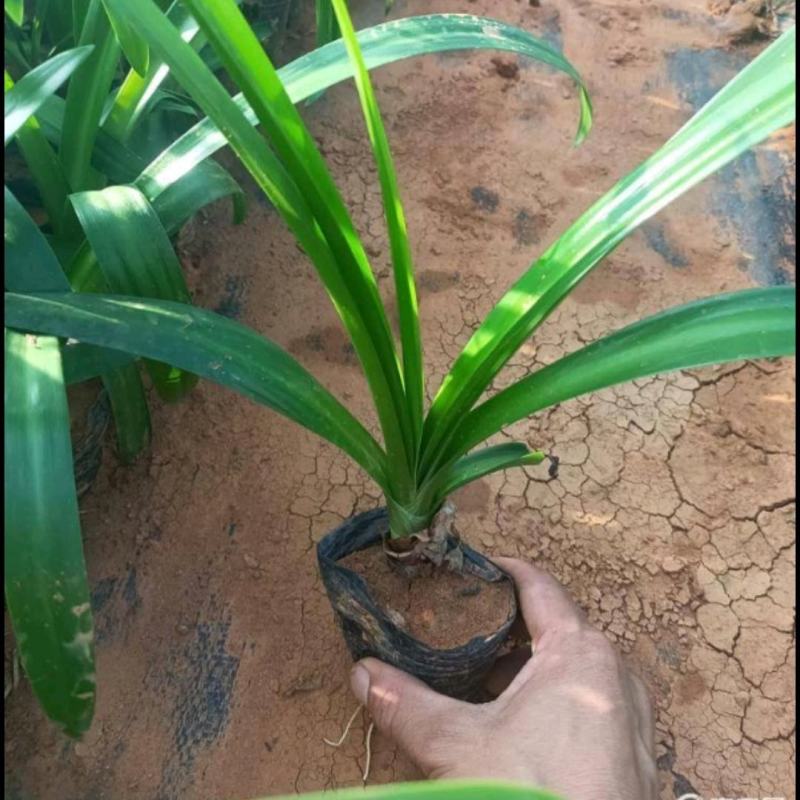 蜘蛛兰袋苗基地直供蜘蛛兰工程苗木蜘蛛兰价格