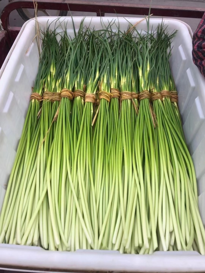 邳州白帽蒜苔大量上市、货源充足、产地直供、保证质量