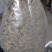毛慈菇果夹，陕西宽叶毛慈菇种籽，一手货源，质量保证