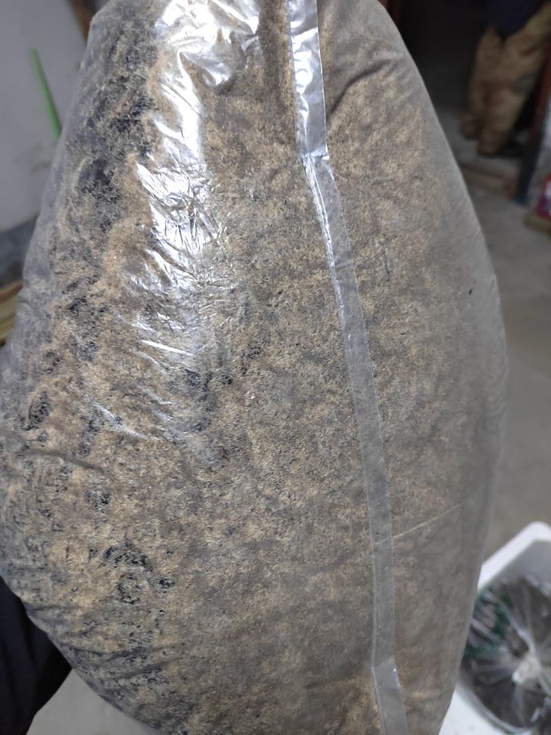 毛慈菇果夹，陕西宽叶毛慈菇种籽，一手货源，质量保证