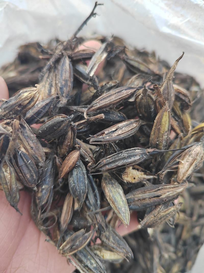 毛慈菇果夹，陕西宽叶毛慈菇种籽，一手货源，质量保证