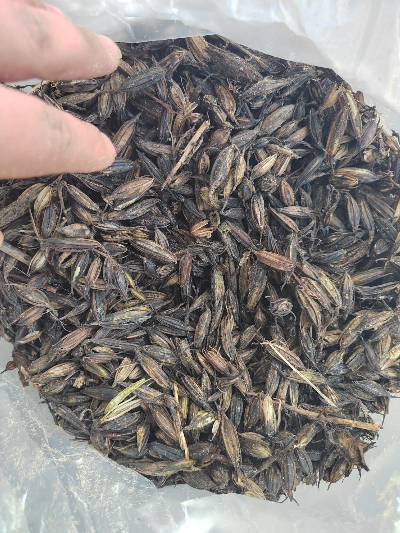 毛慈菇果夹，陕西宽叶毛慈菇种籽，一手货源，质量保证
