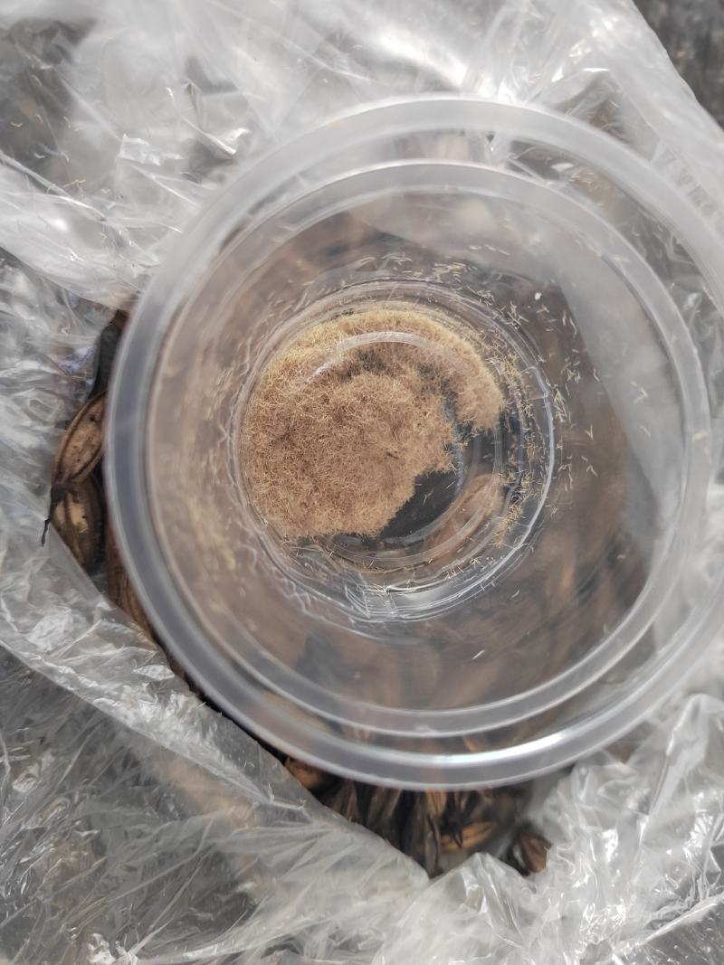 毛慈菇果夹，陕西宽叶毛慈菇种籽，一手货源，质量保证