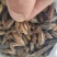 毛慈菇果夹，陕西宽叶毛慈菇种籽，一手货源，质量保证