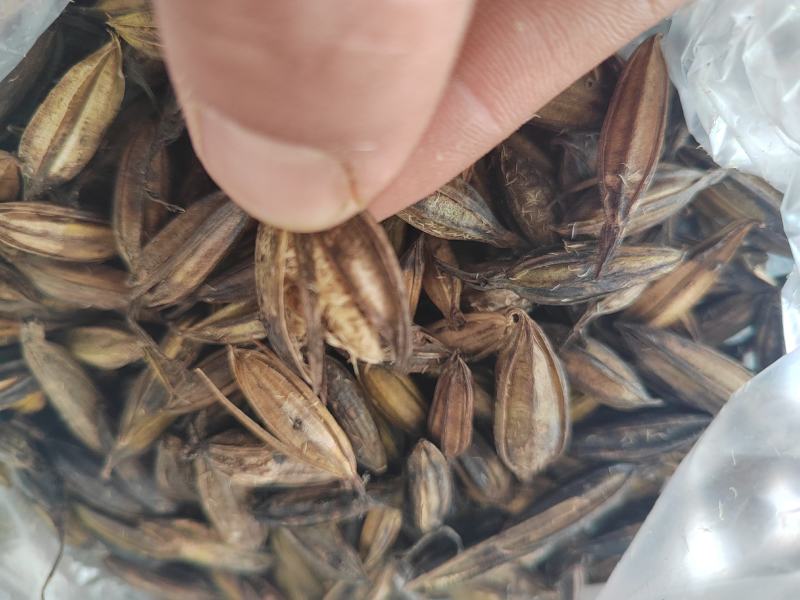 毛慈菇果夹，陕西宽叶毛慈菇种籽，一手货源，质量保证