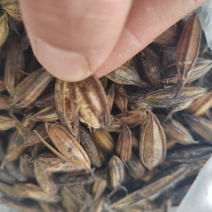 毛慈菇果夹，陕西宽叶毛慈菇种籽，一手货源，质量保证
