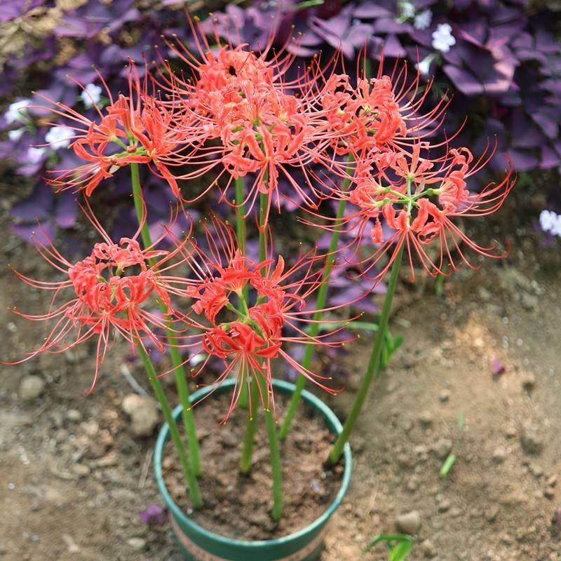 红花石蒜彼岸花种球，现挖发货，包邮，花叶不相见