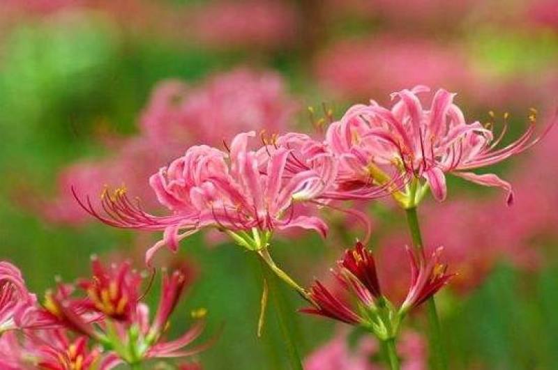 红花石蒜彼岸花种球，现挖发货，包邮，花叶不相见