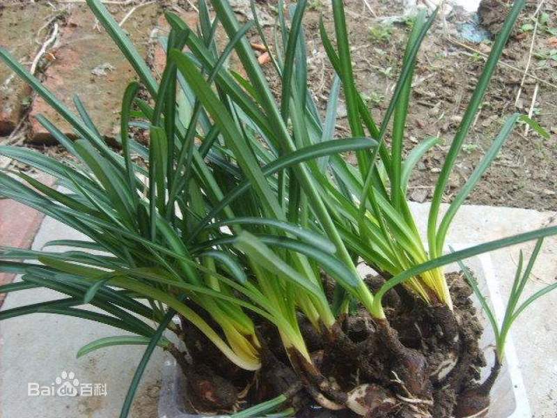 红花石蒜彼岸花种球，现挖发货，包邮，花叶不相见