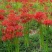 红花石蒜彼岸花种球，现挖发货，包邮，花叶不相见