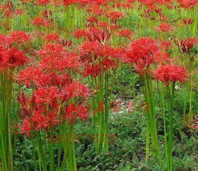 红花石蒜彼岸花种球，现挖发货，包邮，花叶不相见