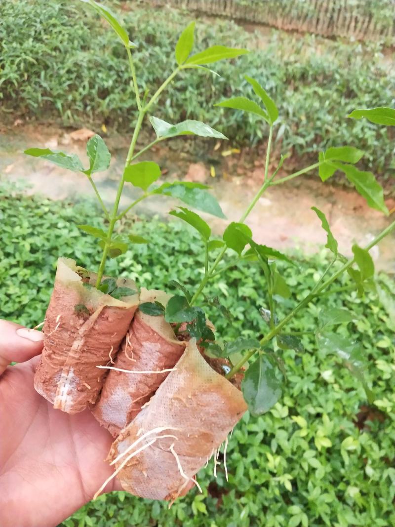 中药材三叉苦苗
