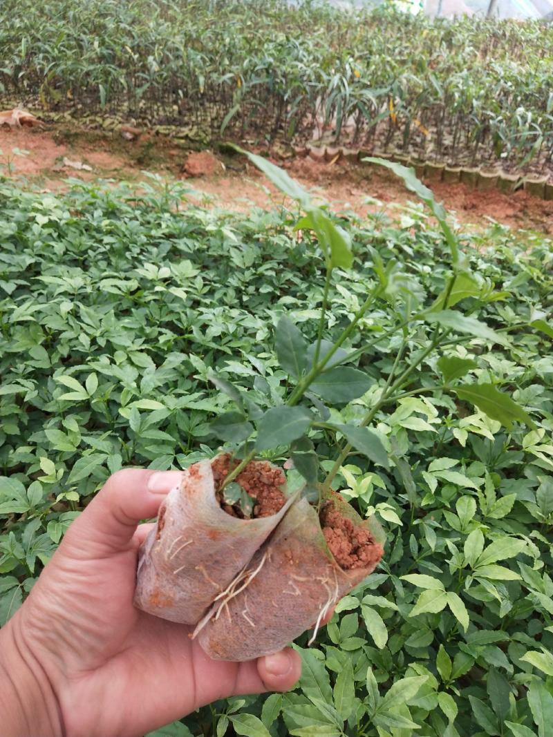 中药材三叉苦苗
