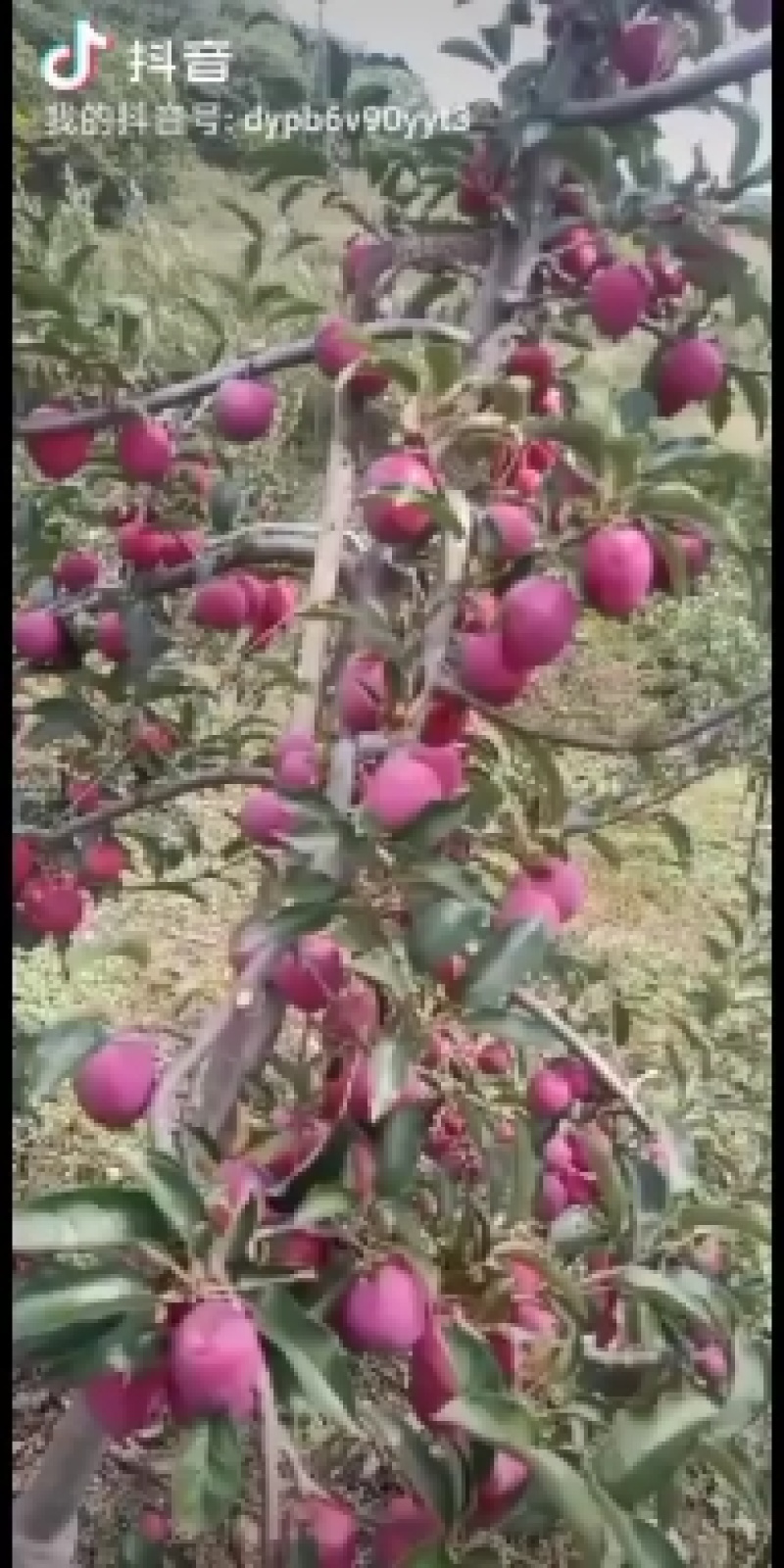 龙丰果树苗马上就要起苗了，保质保量价格合理需要的联系我