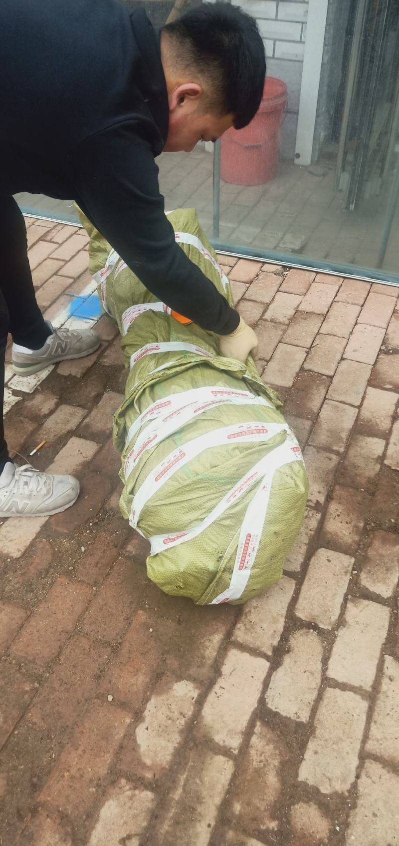 龙丰果树苗马上就要起苗了，保质保量价格合理需要的联系我