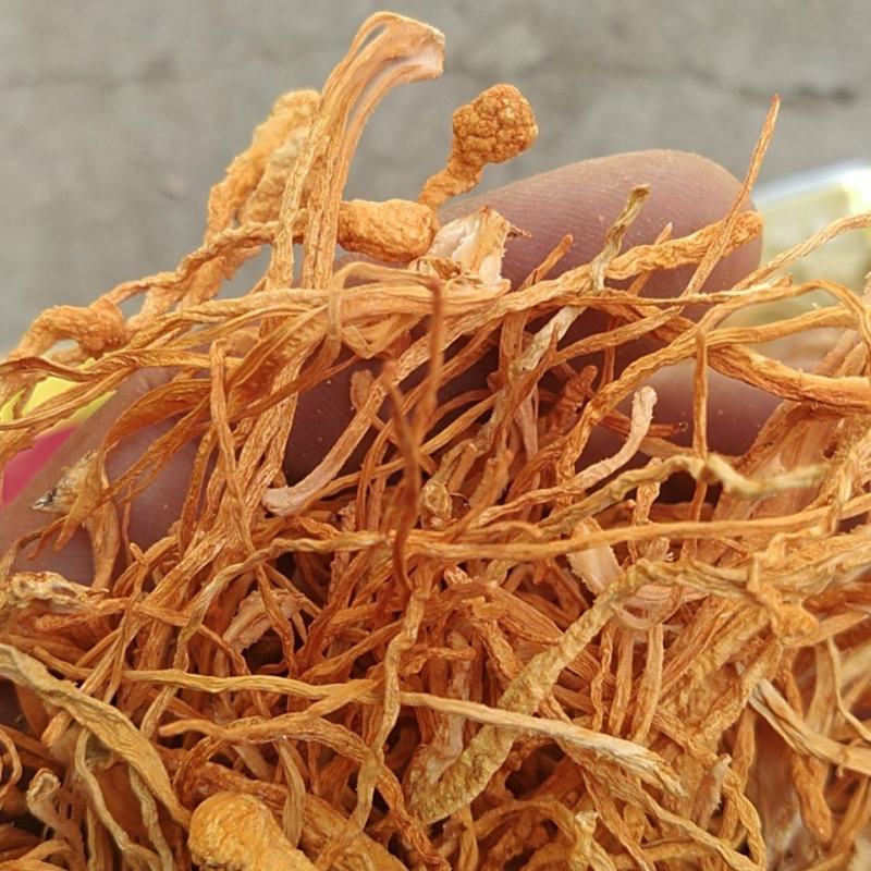 地道内蒙无硫虫草花，常年现货供应，手工精造，质好价优。