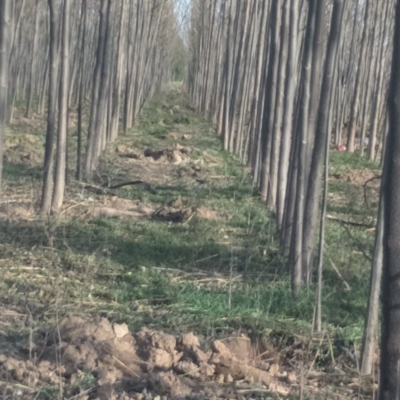 苦楝树苗各种规格诚信为本质量保证自种苗圃