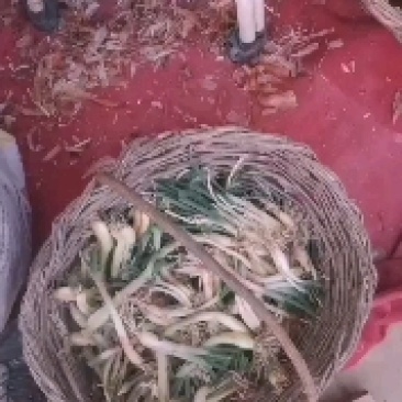 山地红葱
