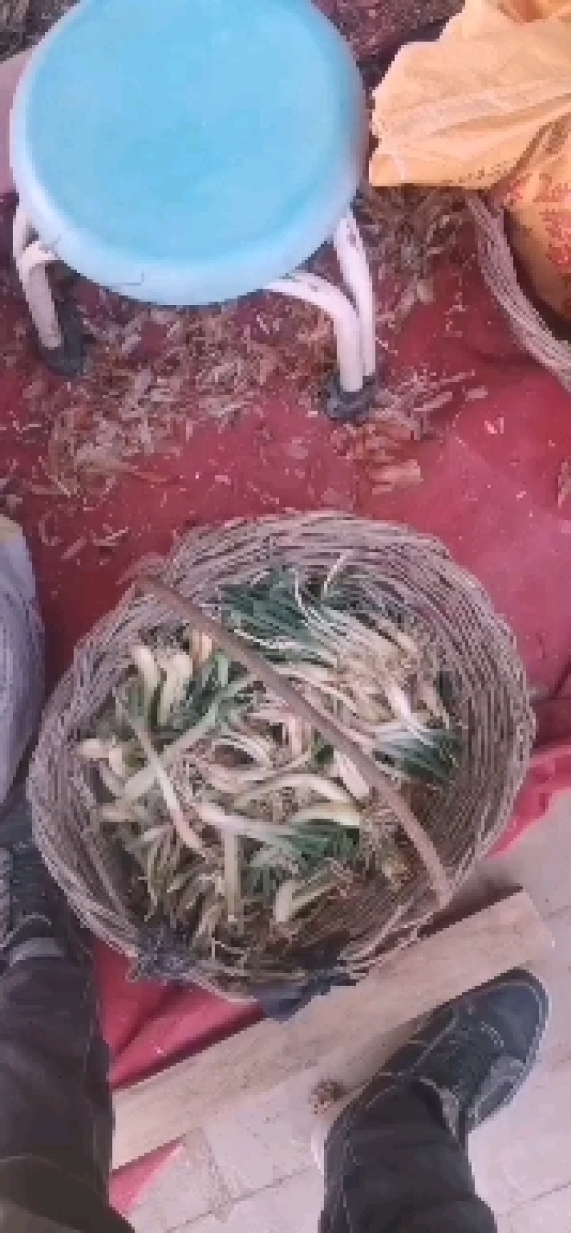 山地红葱