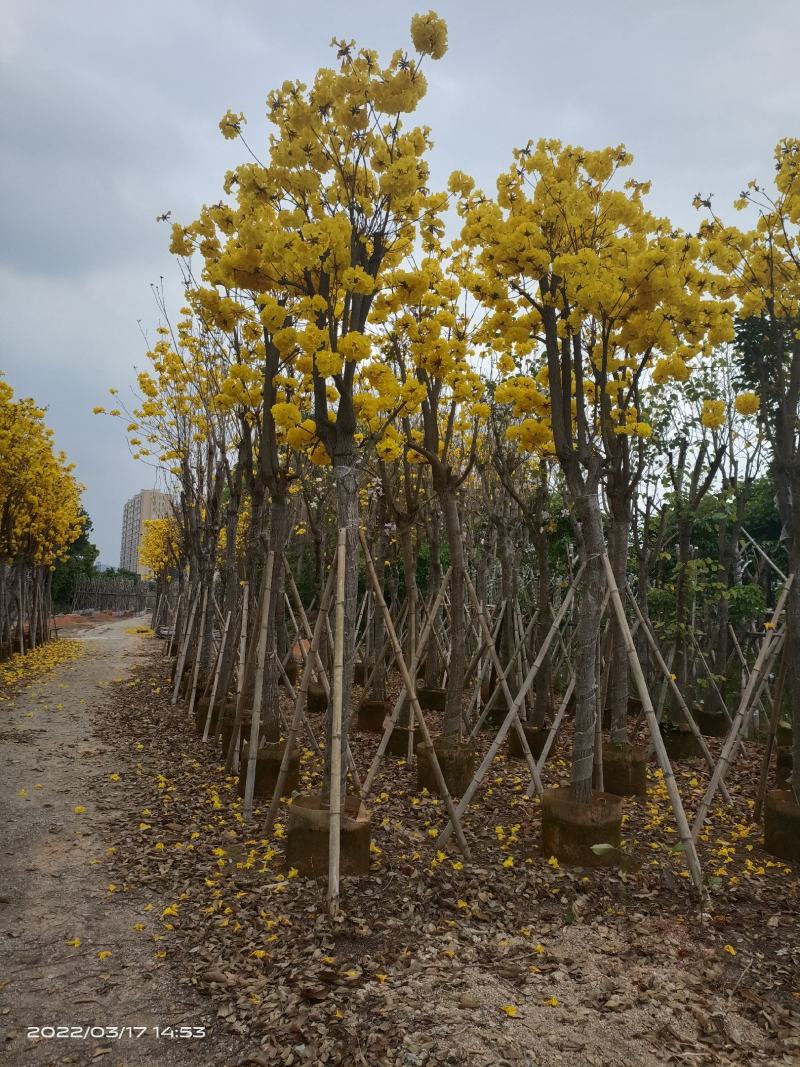 【实力推荐】黄花风铃木4至15分，大量现货供应各种规格苗