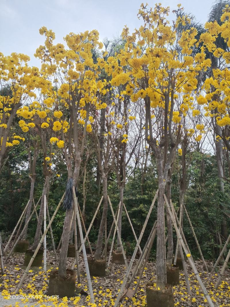 【实力推荐】黄花风铃木4至15分，大量现货供应各种规格苗