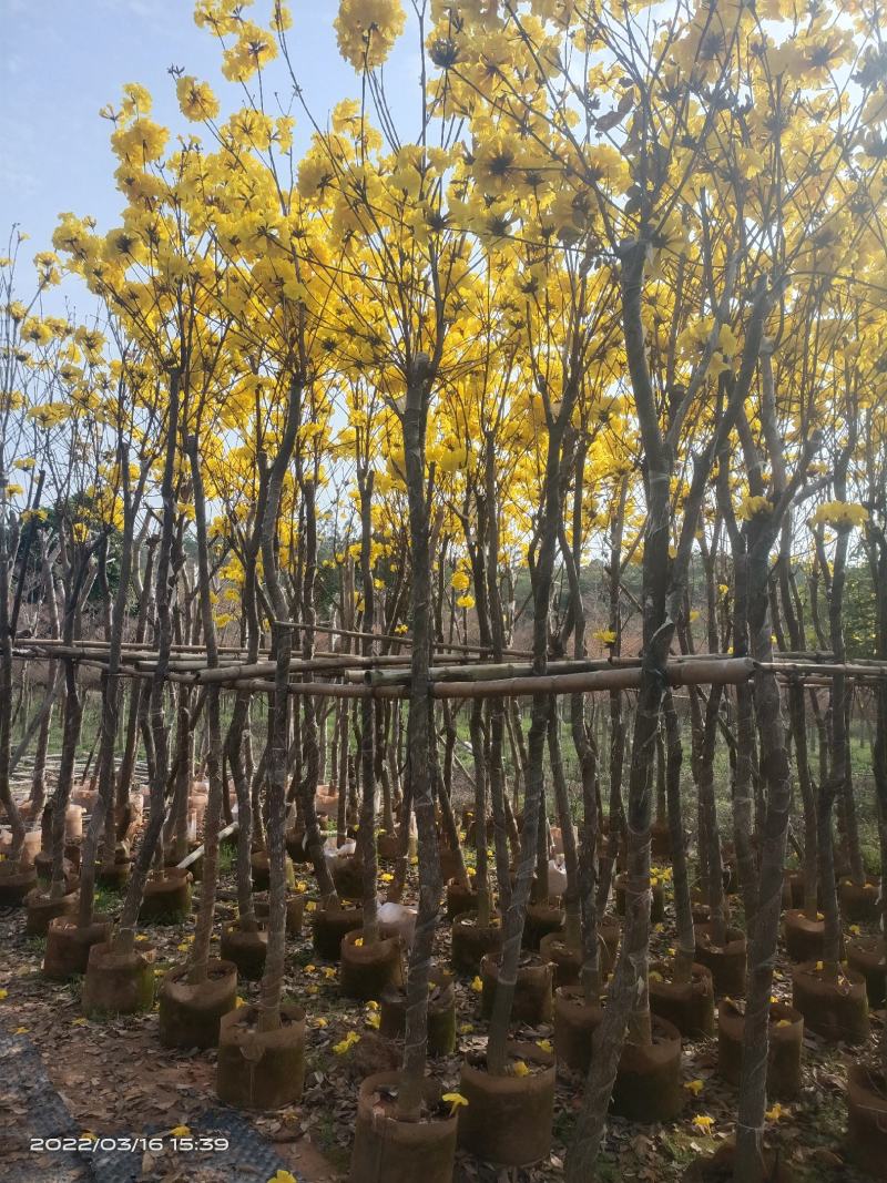 【实力推荐】黄花风铃木4至15分，大量现货供应各种规格苗