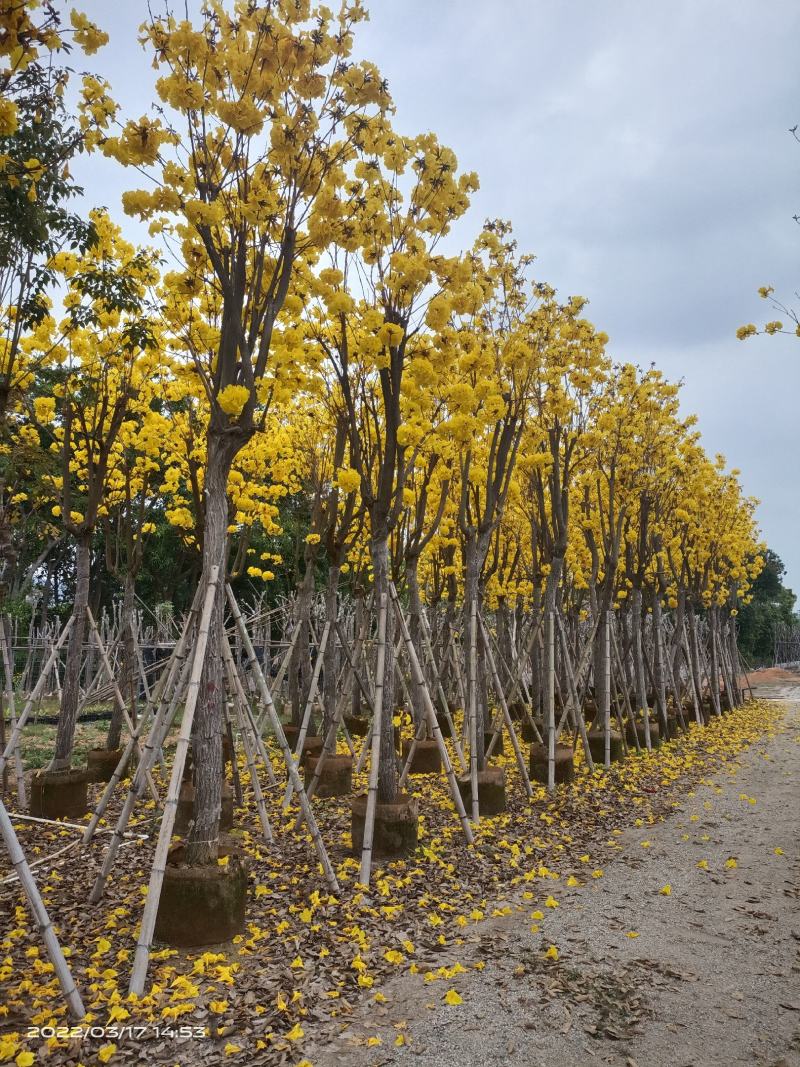 【实力推荐】黄花风铃木4至15分，大量现货供应各种规格苗