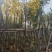 【实力推荐】黄花风铃木4至15分，大量现货供应各种规格苗