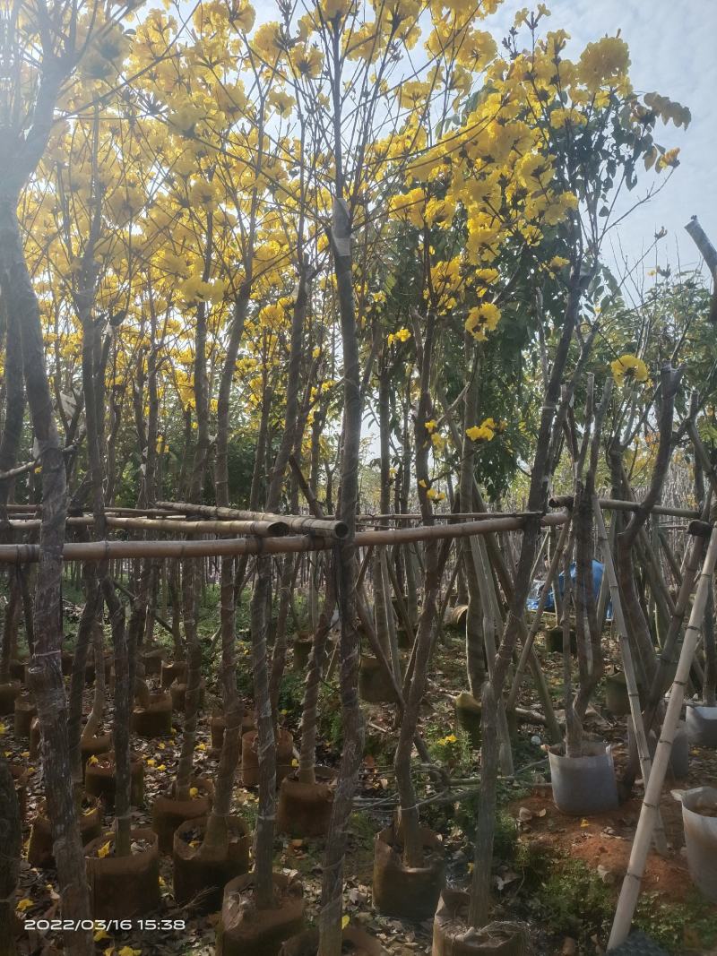 【实力推荐】黄花风铃木4至15分，大量现货供应各种规格苗
