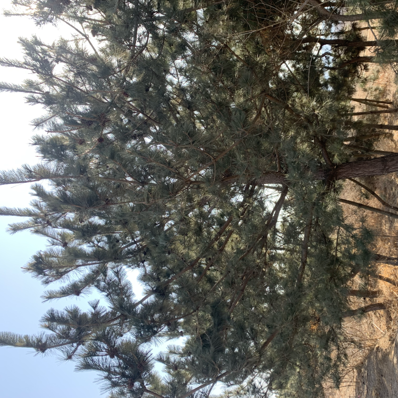 各种规格黑松，造型毛坯。龙柏，蜀块，雪松，玉兰等各种苗木