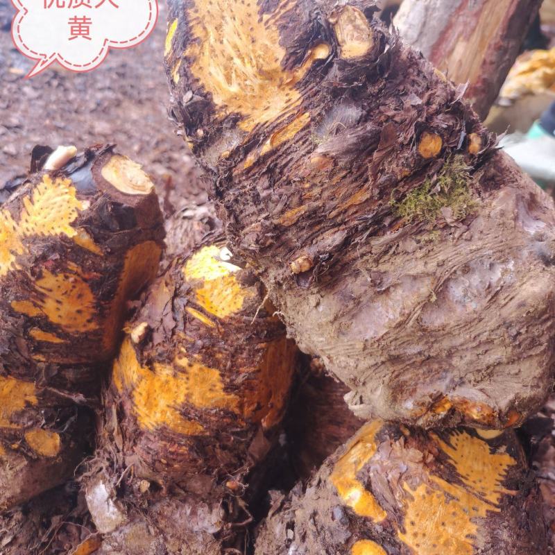 药用优质基地大黄