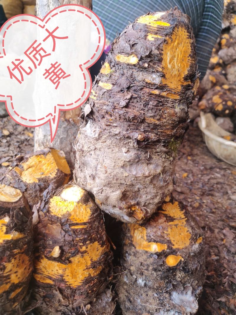 利川基地种植药用大黄自己种植自己烘烤