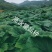 利川基地种植药用大黄自己种植自己烘烤