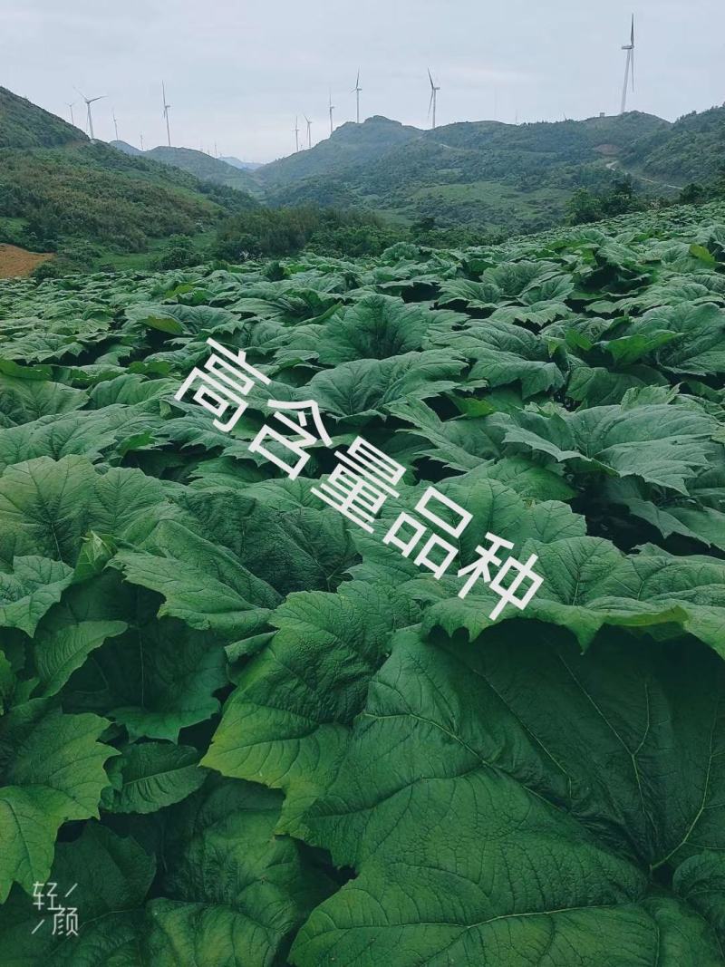 利川基地种植药用大黄自己种植自己烘烤